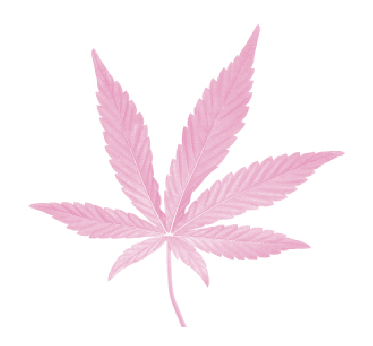 Medical marijuana gives new relief after breast surgery
